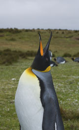 King Penguin 